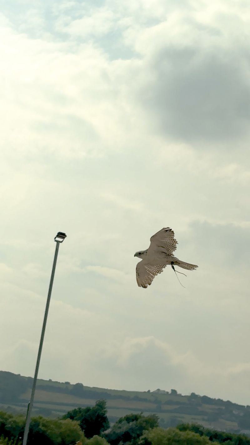 A pale gyrfalcon-hybrid falcon in flight under a cloudy sky, with green hills in the distance