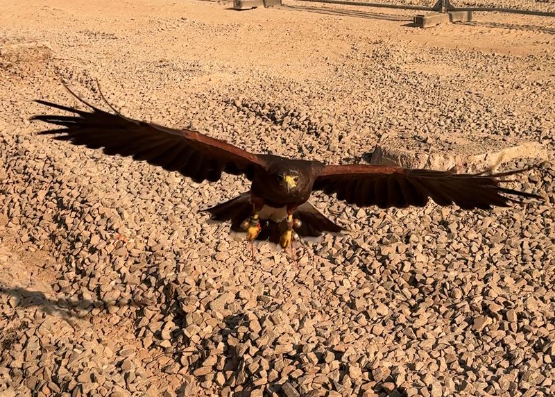 A Harris's hawk flying low towards the camera with its wings stretched wide