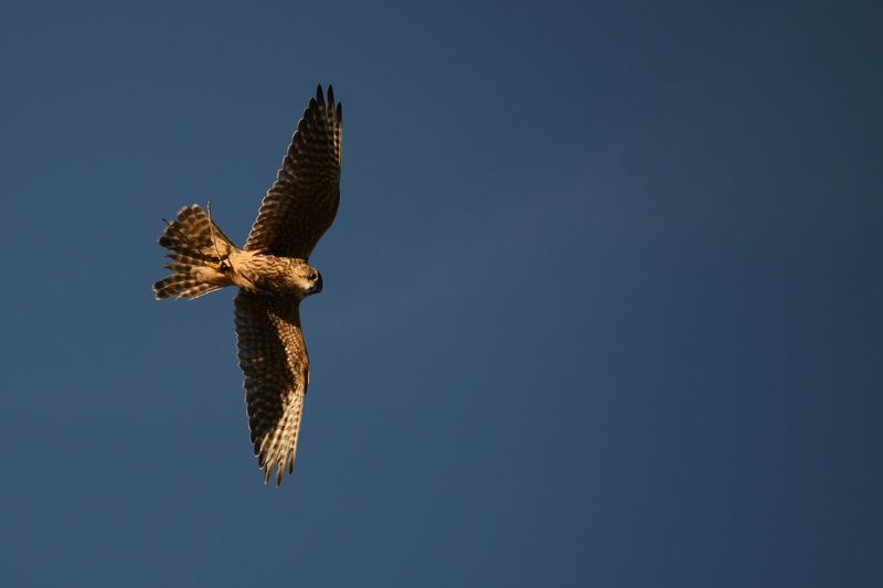 A merlin in flight against a deep blue evening sky, wings fully spread and lit by low sun