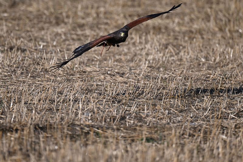 A Harris's hawk gliding low over a stubble field towards the camera, wings outstretched