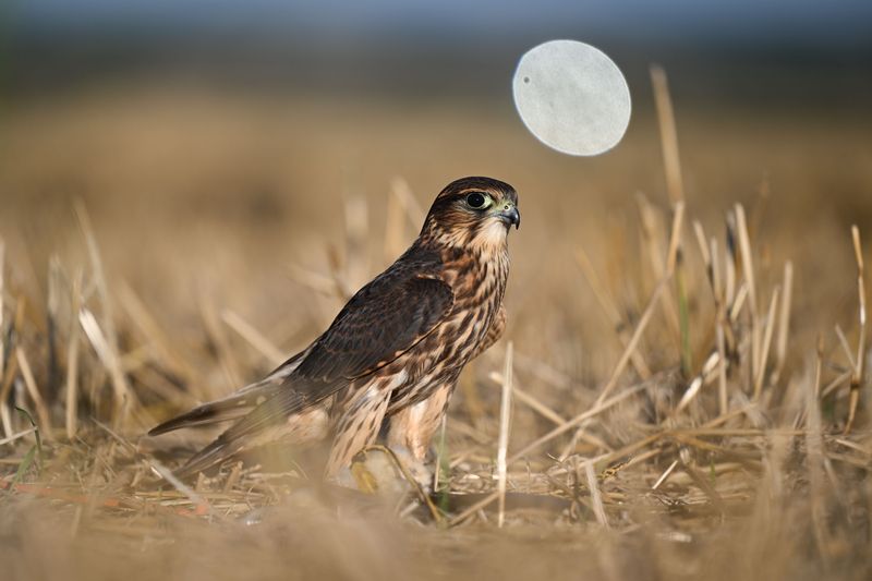 A merlin standing among stubble in a field in warm evening light