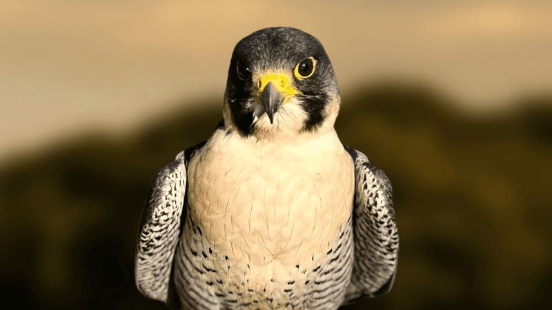 Head-and-shoulders portrait of an adult peregrine falcon with dark head markings, yellow eye-rings and a pale chest