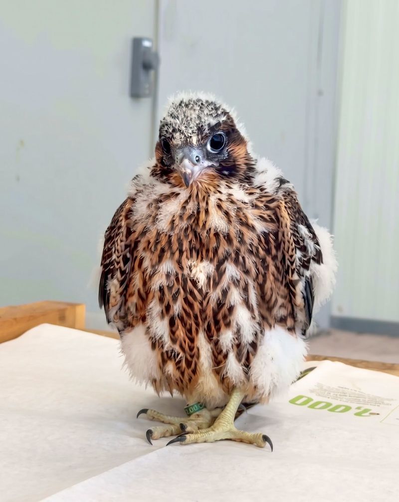 A young peregrine falcon, still with tufts of white down among its new brown and cream feathers, looking towards the camera